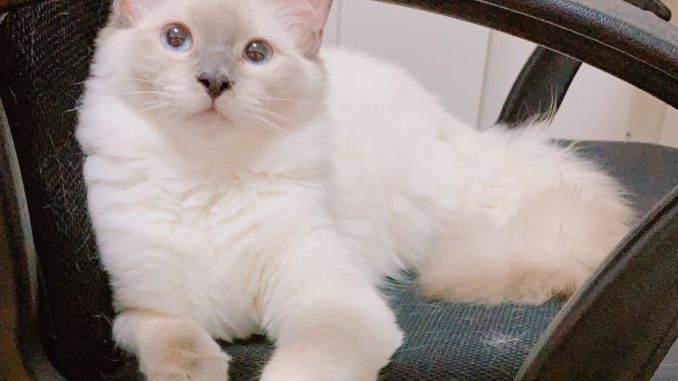 Milky the cat Milky the cat